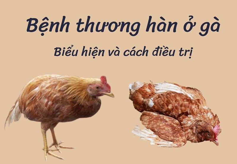 thuong-han-ga-bieu-hien-va-cach-dieu-tri (1)